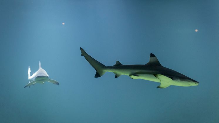I somras flyttade två efterlängtade hajar in på Sjöfartsmuseet Akvariet. Foto: Kristin Lidell.