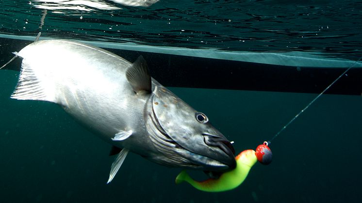 Lofottorsken har knyttet utkantstaten Norge til Europa i hundrevis av år. Foto: Yngve Ask / nordnorge.com
