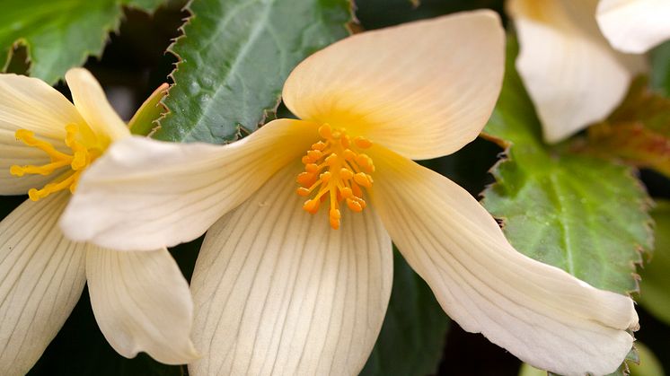 Begonia boliviensis Summerwings Boliviabegonia Foto @annikasnaturligating