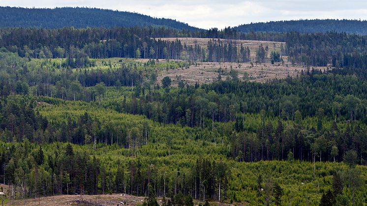 Skogsbruk med naturhänsyn är vanligt på olika ställen i världen