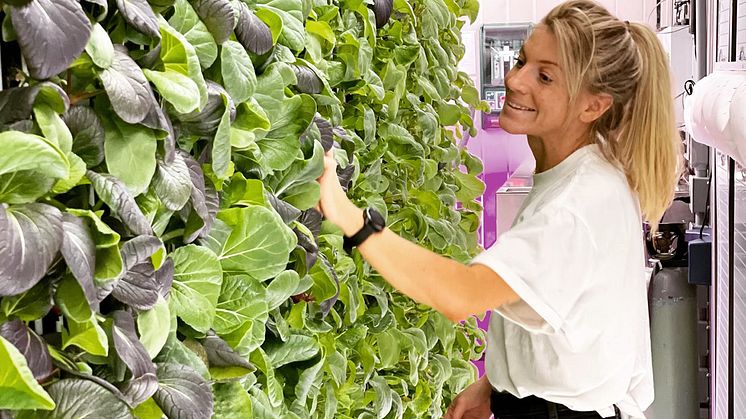 Harvest Ellen Bergström.jpg