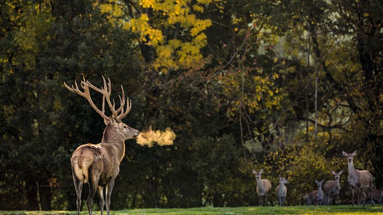 Hirsch ©Schweiz Tourismus / Tina Sturzenegger