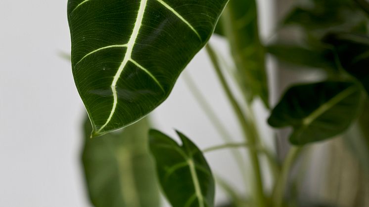 Alocasia Frydek