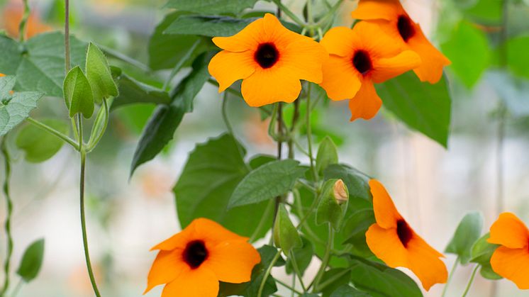 5Årets Sommarblomma 2023 Thunbergia alata Svartöga foto annikasnaturligating B
