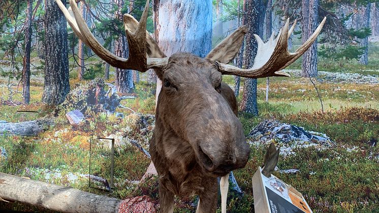 Skogen är mer än bara träd. Något som visas i den nya utställningen på naturum Dalarna i Siljansnäs. Foto: Tobias Barle
