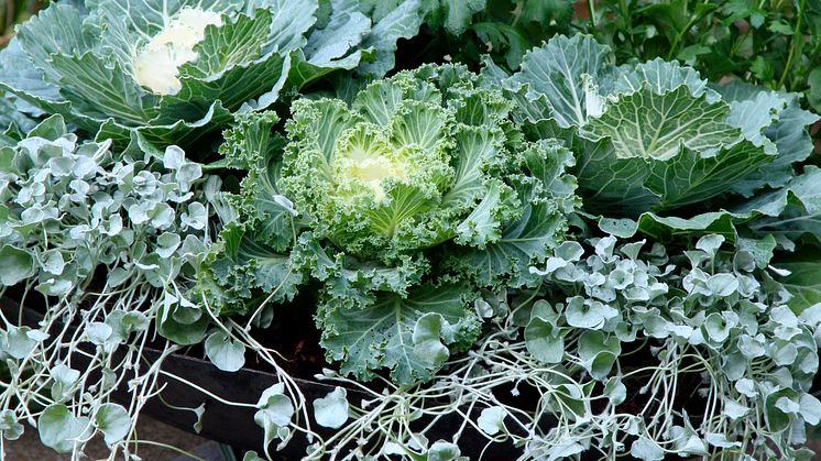 Recept på en lyckad plantering i augusti-september