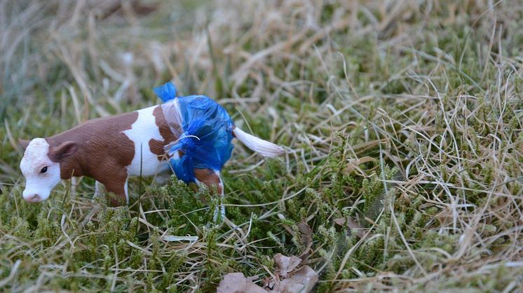 Friskt vatten till göteborgarna skall säkerställas med hjälp av blöjbärande kalvar