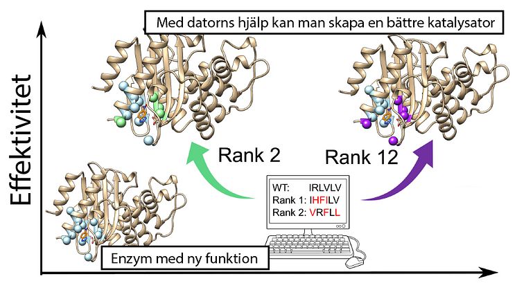Genom att utgå ifrån uråldriga proteinstrukturer kan man skapa enzymer för nya kemiska reaktioner och sedan använda bioinformatiska beräkningar för att göra dem mer effektiva. https://pubs.rsc.org/en/content/articlelanding/2020/sc/d0sc01935f