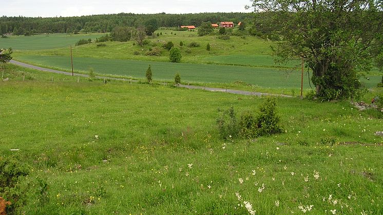 Ny studie: Tio skäl att bevara gräsmarkerna