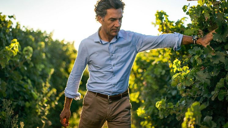 Domaines Paul Mas har närmare 1 000 hektar vingårdar och arbetar för att konvertera alla vingårdar till ekologisk odling till år 2023, alla viner som produceras idag är veganvänliga. 