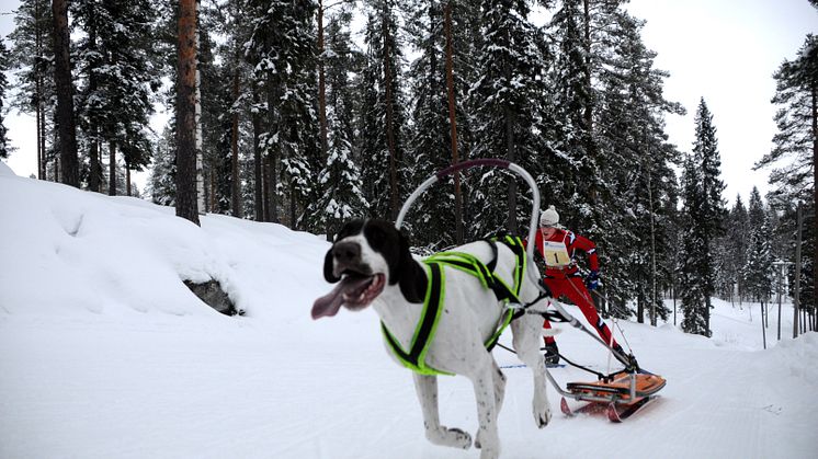 Härnösands Draghundsklubb tar ofta medaljer vid stora mästerskap. Under senaste VM blev det sex medaljer fördelade på fyra åkare. Foto: Martin Fryklund