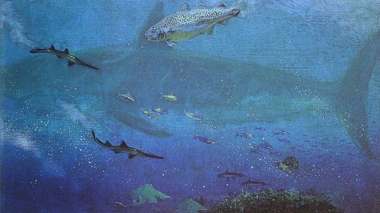 I havet runt Antarktis simmade för 35-50 miljoner år sedan både jättehajar, rockor, såghajar, havsmusartade fiskar och torskfiskar. Illustration: Marcelo Reguero, Museo de La Plata