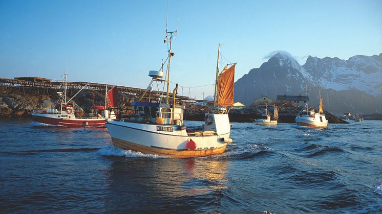 Um 4 Uhr morgens fahren die Skreiboote aufs Meer hinaus. Um die Mittagszeit, wenn es gerade hell geworden ist, kommen sie mit frischer Ware zurück