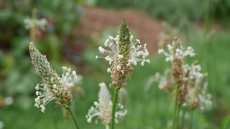 09_Ribwort plantain_Plantago_lanceolata_Neudorff.jpg