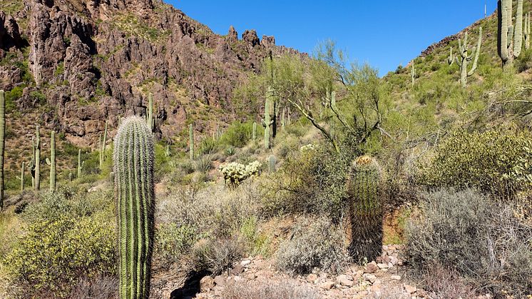 Superstition Mountains i Sonoraöknen