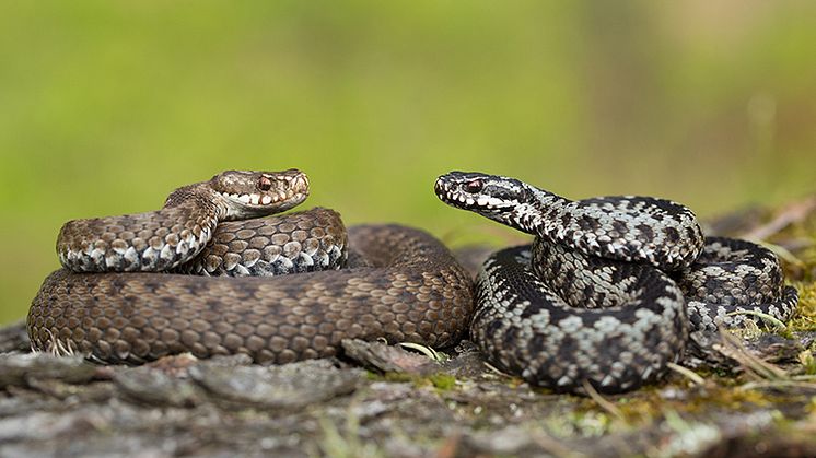 Det är viktigt att huggormsbitna hundar och katter håller sig stilla.  Foto: Shutterstock
