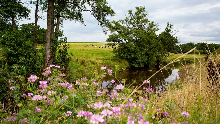 Bäljane å är ett biflöde till Rönne å som Klippans vattenverk släpper ut sitt renade vatten i. Foto: Klippans kommun.