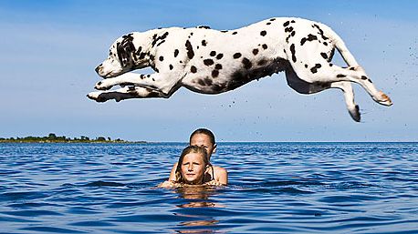 Sommaren en farlig tid för hunden