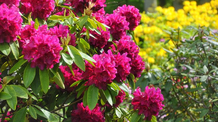 Invigning av Kung Carl XVI Gustafs nya rhododendronkollektion