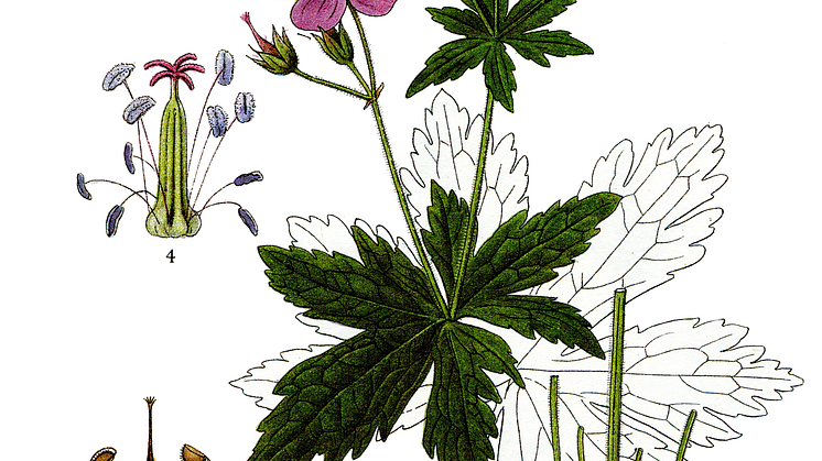 Lindman-366-midsommarblomster