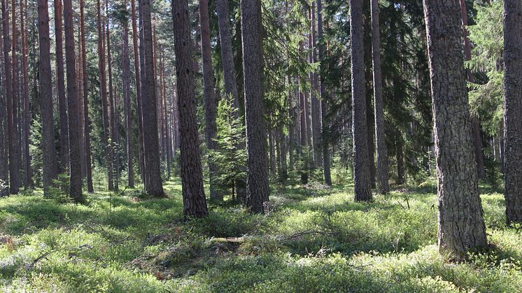 Foto: Amanda Johnsson