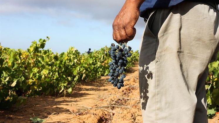 Spännande sydafrikansk Sverigepremiär 1 mars - Fairtrademärkta Rooted Cinsault