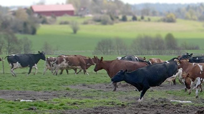 Betessläpp för djur på KRAV-märkta gårdar