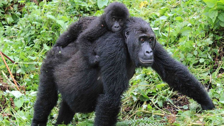 En jämförelse mellan historisk och nutida arvsmassa från östlig bergsgorilla visar att minskningen av antalet individer har lett till ökad inavel och en försämrad genetisk variation.  Foto: Amy Porter, Dian Fossey Gorilla Fund International