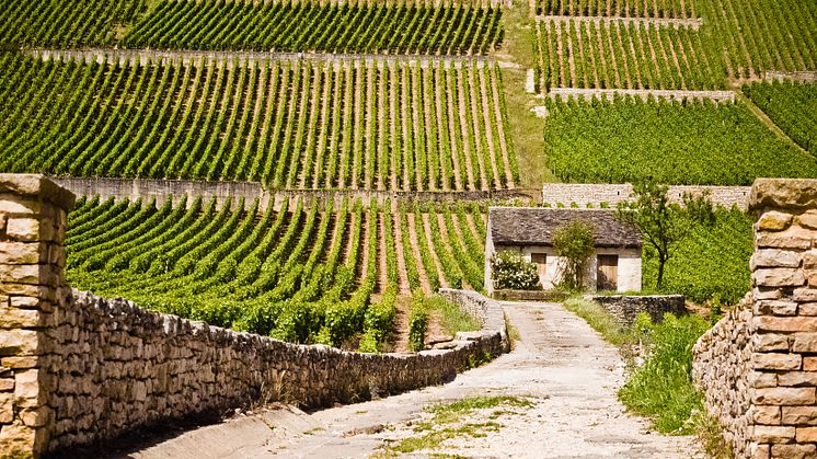Tillfällig Lansering: Bouchard Pere & Fils Bouchard Père & Fils Beaune-Grèves 1er Cru Vigne de L'Enfant Jésus 2020