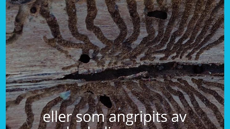 Rester från skogsindustrin blir el och värme