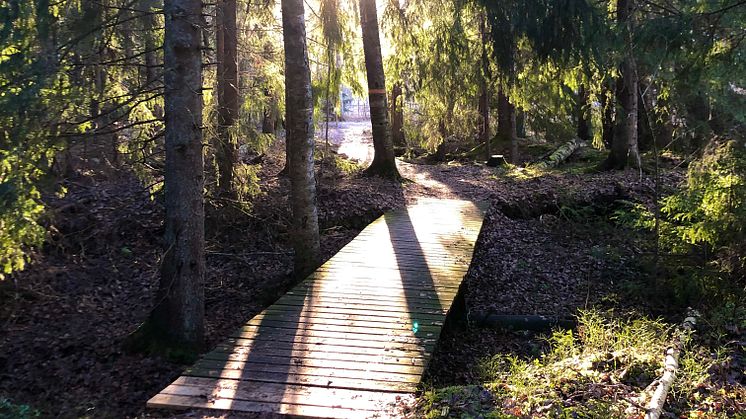 En av de fem broar längs Molkomsmossens vandringsled som ska bytas ut och tillgänglighetsanpassas. 