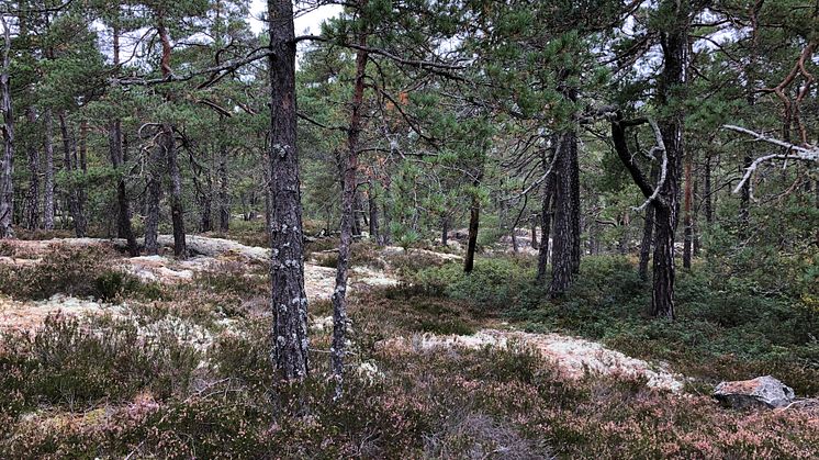 Hällmarkstallar. Foto: Birgitta Silfverhielm