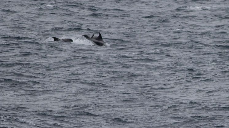 White beaked dolphin Kvitnos