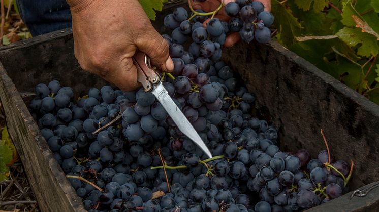 La Causa – Torres sagoprojekt i Chiles historiska vinområde