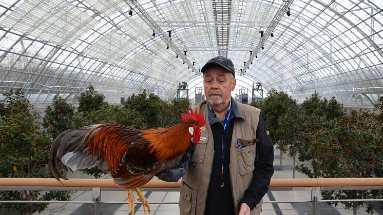 127. LIPSIA-Bundesschau und 72. Deutsche Rassetaubenschau auf der Leipziger Messe - Foto: Elli Flint