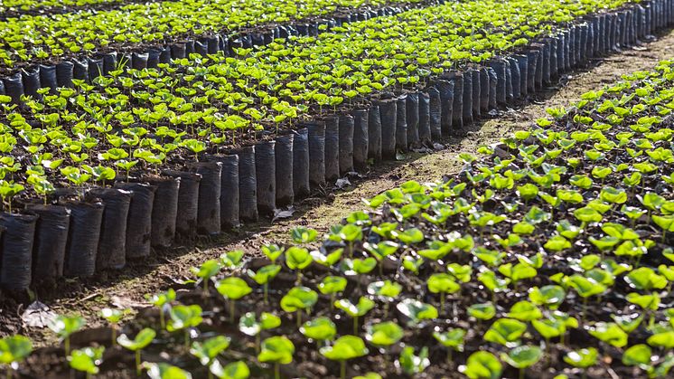 Klimattåliga kaffebuskar som även visats kunna ge mer än dubbelt så stor skörd som traditionella plantor