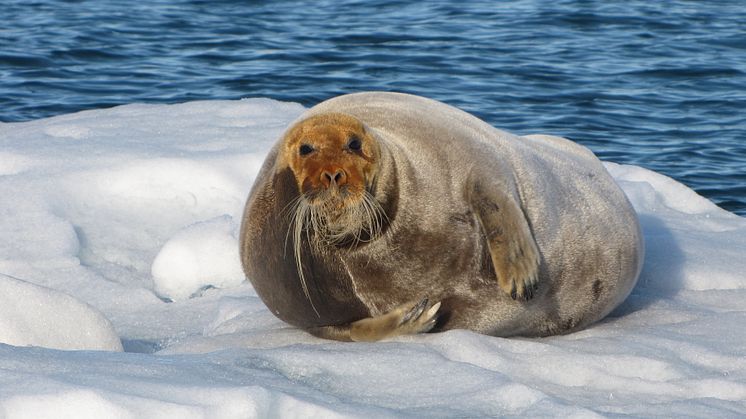 Sjøpattedyr er sårbare for både miljøgifter og klimaendringer (Foto: Anita Evenset/Akvaplan-niva).