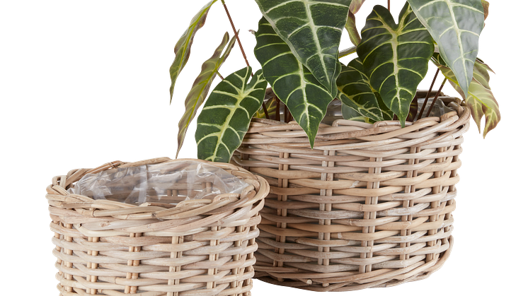 Plantenbak SANSEBIE kubu naturel 2 st.set