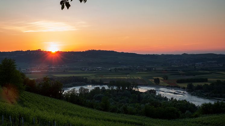 Gaja Vineyards