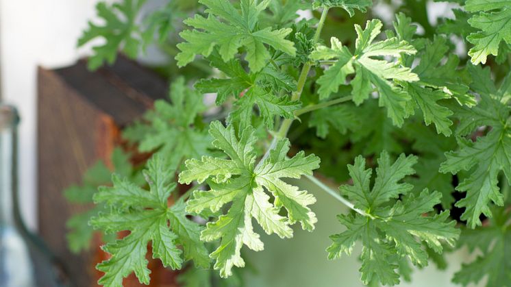 1 Dr Westerlunds Blomma / Rosengeranium, Pelargonium Doftpelargon-Gruppen ’Graveolens’ Grönt Kulturarv G358