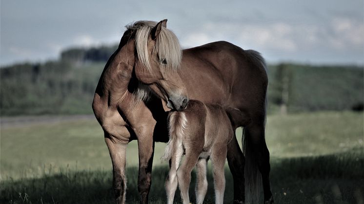 Sto och föl. Foto: Pixabay
