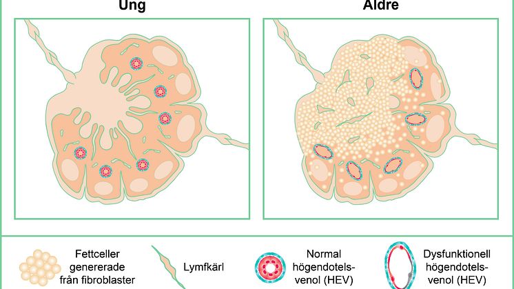 Lymfkörtlar hos ung och äldre