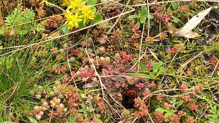 Stenhumledrottning bygger övervintringsbo i Västra hamnen. 