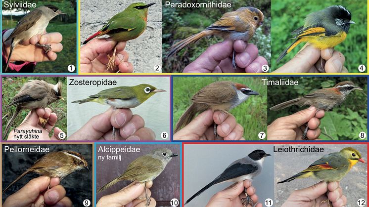 Fågelbilder_Sylviidae