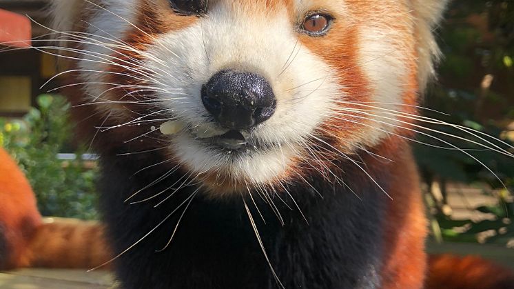 Colchester Zoo - Red Panda Eating