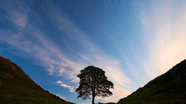 Early morning sun shines down on Sycamore Gap, one of the iconic sites of Hadrian's Wall (and also famous from its starring role in the 1991 film Robin Hood: Prince of Thieves). Photography by Simon Bradfield.