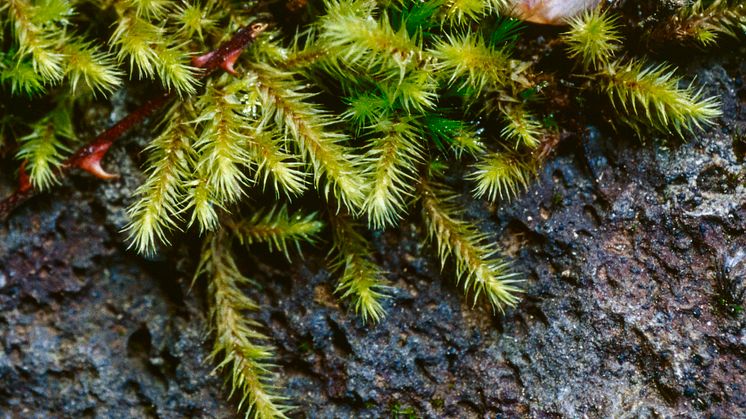 Breutelia azorica, en gullhårsmossa, finns bara på Azorerna och är därmed endemisk för Europa, samt är hotad här. 