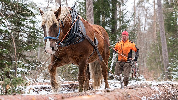 Landwirt Manfred Schmid aus Königsdorf mit seinem Rückepferd Felix in einem Waldgebiet in der Pupplinger Au. Der achtjährige Wallach zieht gefällte Baumstämme bodenschonend aus dem Wald.