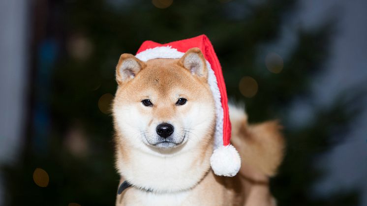 Gör eget julgodis till hunden