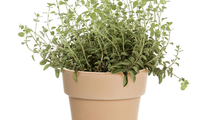 Oregano kryddväxt